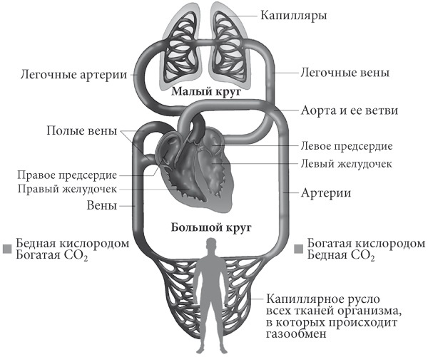 Лучшие методы лечения и профилактики инфаркта миокарда Лучшие методы лечения и профилактики инфаркта миокарда