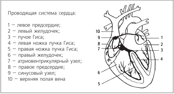 Болезни от А до Я. Традиционное и нетрадиционное лечение Болезни от А до Я. Традиционное и нетрадиционное лечение