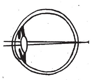 Болезни от А до Я. Традиционное и нетрадиционное лечение