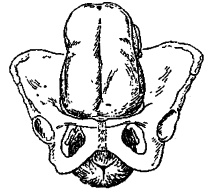 Гимнастика для женщин Гимнастика для женщин