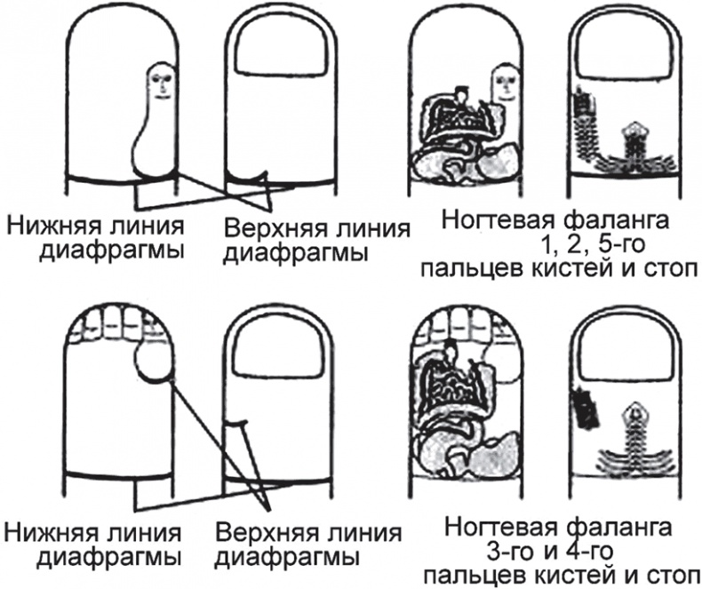 Суджок - исцеляющий самомассаж. Основные приемы Суджок - исцеляющий самомассаж. Основные приемы
