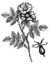 Лечебные чаи, сборы, настои Лечебные чаи, сборы, настои