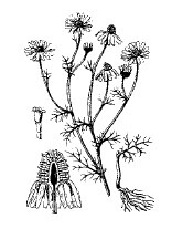 Лечебные чаи, сборы, настои Лечебные чаи, сборы, настои