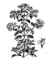 Лечебные чаи, сборы, настои Лечебные чаи, сборы, настои