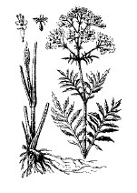 Лечебные чаи, сборы, настои Лечебные чаи, сборы, настои