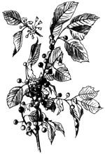 Лечебные чаи, сборы, настои Лечебные чаи, сборы, настои