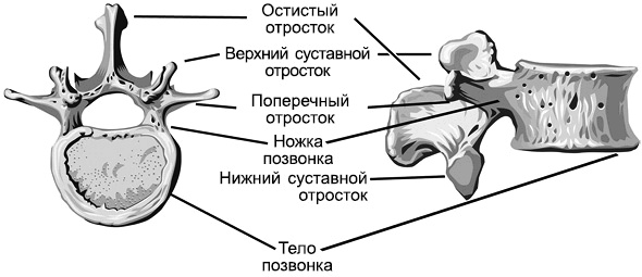 Лечение позвоночника. Научитесь жить без боли в спине Лечение позвоночника. Научитесь жить без боли в спине