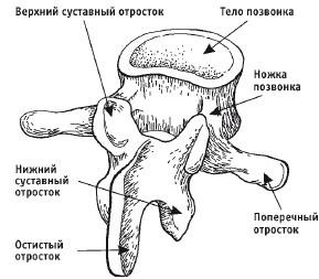 Лечебная гимнастика для позвоночника Лечебная гимнастика для позвоночника