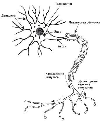 Лечебная гимнастика для позвоночника Лечебная гимнастика для позвоночника