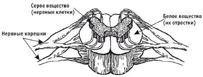 Лечебная гимнастика для позвоночника Лечебная гимнастика для позвоночника