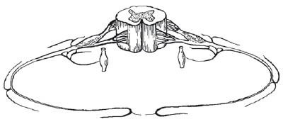 Лечебная гимнастика для позвоночника Лечебная гимнастика для позвоночника