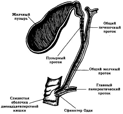 Болезни печени Болезни печени