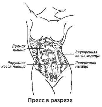 Пресс-гимнастика Пресс-гимнастика