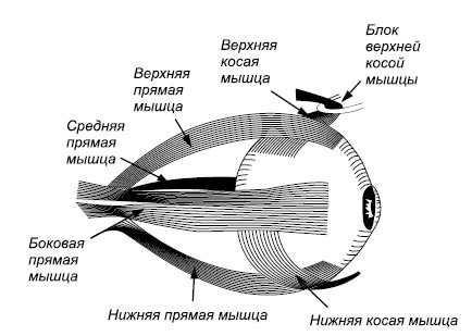 Лучшие методы восстановления зрения Лучшие методы восстановления зрения