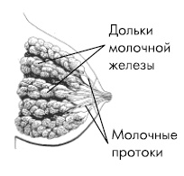Кормление ребенка грудью Кормление ребенка грудью