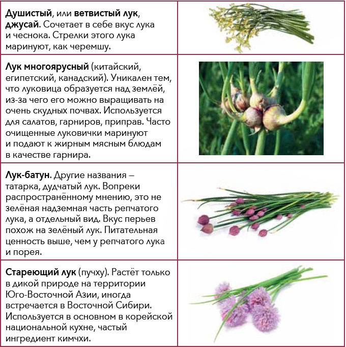 Кулинарная энциклопедия. Том 18. Л-М (Логанова ягода – Малосольные огурцы) Кулинарная энциклопедия. Том 18. Л-М (Логанова ягода – Малосольные огурцы)