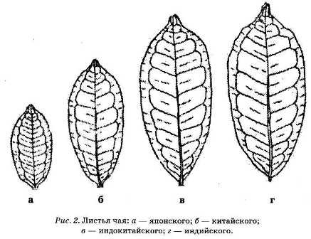 Энциклопедия целебного чая Энциклопедия целебного чая
