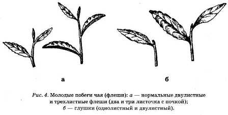Энциклопедия целебного чая Энциклопедия целебного чая