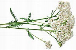 Кулинарная энциклопедия. Том 37. Т – Ф (Тунец – Фасолица) Кулинарная энциклопедия. Том 37. Т – Ф (Тунец – Фасолица)