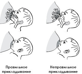 Питание ребенка от рождения до трех лет Питание ребенка от рождения до трех лет