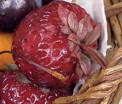 Кулинарная коллекция. Шаг за шагом Кулинарная коллекция. Шаг за шагом