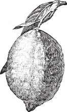 Обед для Льва. Кулинарная книга Софьи Андреевны Толстой Обед для Льва. Кулинарная книга Софьи Андреевны Толстой