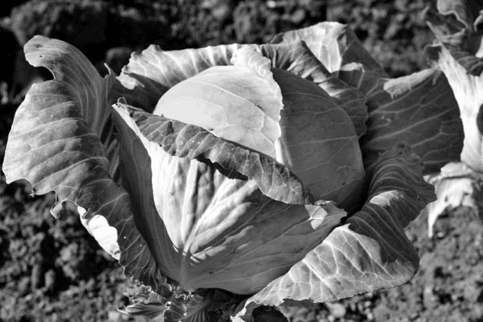 Непридуманная история русских продуктов. От Киевской Руси до СССР Непридуманная история русских продуктов. От Киевской Руси до СССР