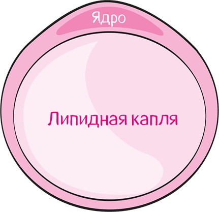 Целлюлит. Циничный оберег от главного врага женщин Целлюлит. Циничный оберег от главного врага женщин
