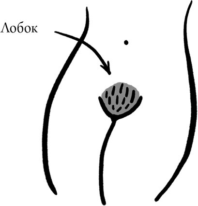 Viva la vagina. Хватит замалчивать скрытые возможности органа, который не принято называть Viva la vagina. Хватит замалчивать скрытые возможности органа, который не принято называть