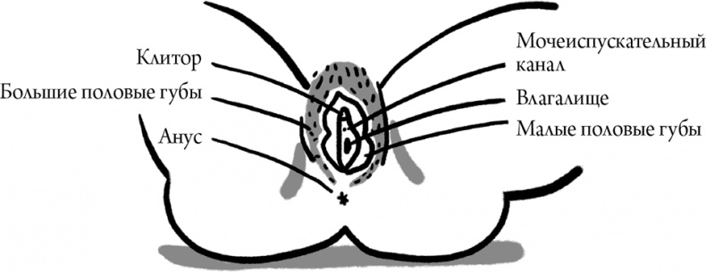 Viva la vagina. Хватит замалчивать скрытые возможности органа, который не принято называть Viva la vagina. Хватит замалчивать скрытые возможности органа, который не принято называть