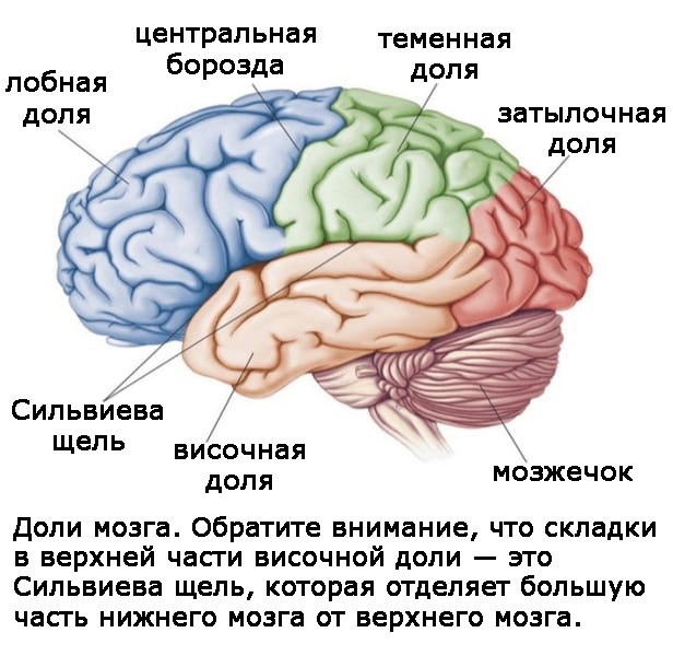 Два игрока на одном поле мозга Два игрока на одном поле мозга