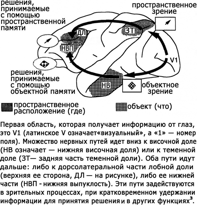 Два игрока на одном поле мозга Два игрока на одном поле мозга