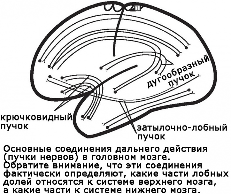 Два игрока на одном поле мозга Два игрока на одном поле мозга