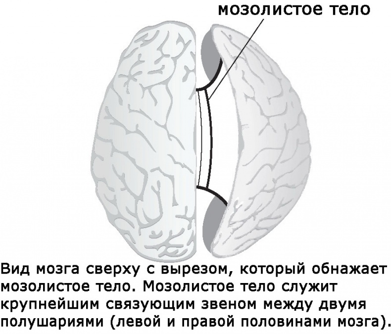 Два игрока на одном поле мозга Два игрока на одном поле мозга
