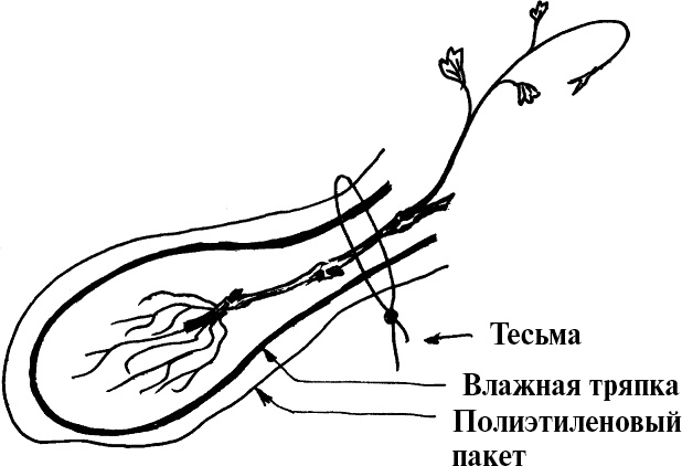Виноград, малина, смородина, крыжовник и другие ягоды Виноград, малина, смородина, крыжовник и другие ягоды