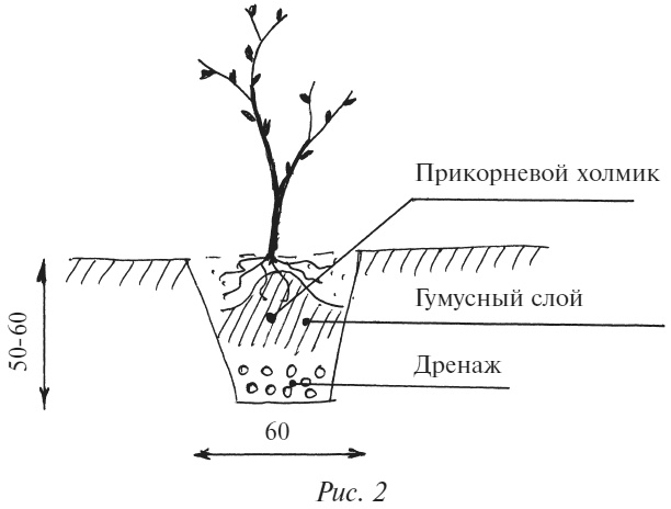 Плодовые кусты вашего сада Плодовые кусты вашего сада