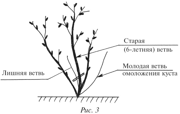 Плодовые кусты вашего сада Плодовые кусты вашего сада