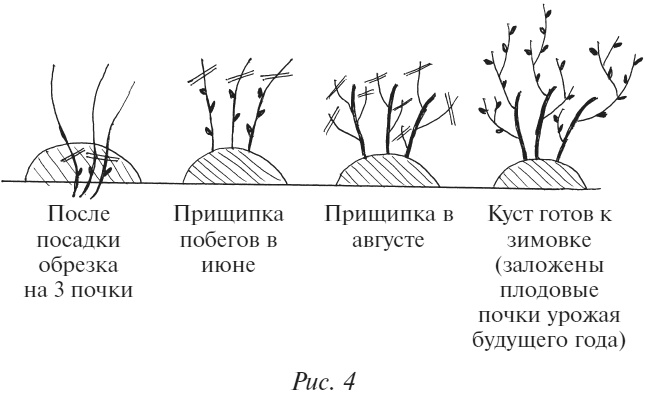 Плодовые кусты вашего сада Плодовые кусты вашего сада