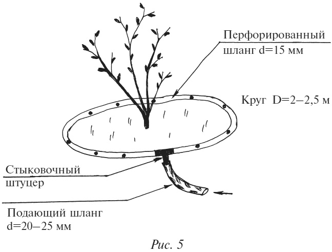 Плодовые кусты вашего сада Плодовые кусты вашего сада