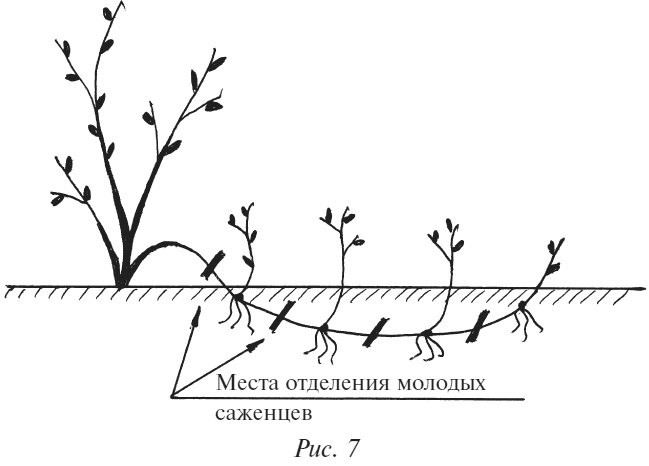 Плодовые кусты вашего сада Плодовые кусты вашего сада