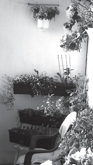 Цветы. Лучше, чем у всех. Секреты, хитрости, подсказки умного садовода. Лунный календарь: самый удобный и полезный Цветы. Лучше, чем у всех. Секреты, хитрости, подсказки умного садовода. Лунный календарь: самый удобный и полезный