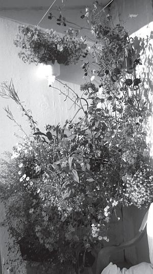 Цветы. Лучше, чем у всех. Секреты, хитрости, подсказки умного садовода. Лунный календарь: самый удобный и полезный Цветы. Лучше, чем у всех. Секреты, хитрости, подсказки умного садовода. Лунный календарь: самый удобный и полезный