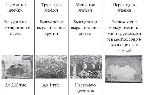 Пчеловодство для начинающих Пчеловодство для начинающих