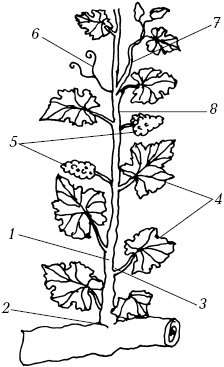 Ваш домашний виноградник Ваш домашний виноградник
