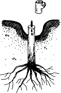 Ваш домашний виноградник Ваш домашний виноградник