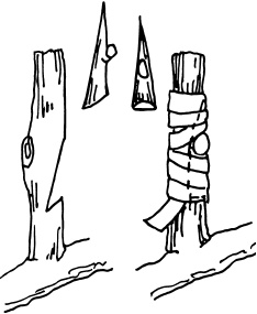 Ваш домашний виноградник Ваш домашний виноградник