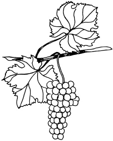 Ваш домашний виноградник Ваш домашний виноградник