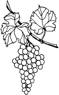 Ваш домашний виноградник Ваш домашний виноградник