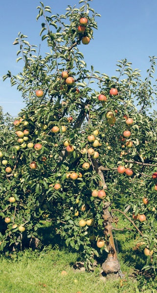 Яблони и груши. Секреты урожая от Октябрины Ганичкиной Яблони и груши. Секреты урожая от Октябрины Ганичкиной