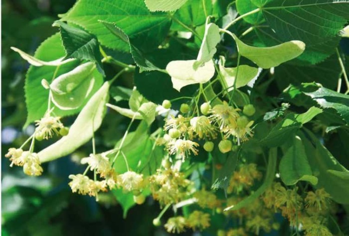 Пчеловодство. Первые шаги к прибыльному хозяйству Пчеловодство. Первые шаги к прибыльному хозяйству